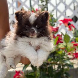 Chocolate parti girl - Chocolate parti female Pomeranian puppy in Sunnyside, Washington from The Pom farm