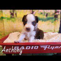 Anthony - Red tri male Miniature Australian Shepherd puppy in Macomb, Missouri from Faunus Farms and Aussies