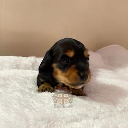 Musa - Black and Tan Longhair - Black and tan female Dachshund puppy in Miami, Florida from Haus Ernand Dachshunds