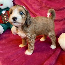 Clay - Merle male Bernedoodle puppy in Royse City, Texas from Platinum Bernedoodles of Texas