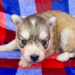 Victoria - Silver and white female Pomsky puppy in Sheffield, Iowa from Clover Ridge Pomskies