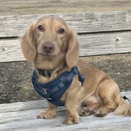 Toby - Dachshund