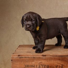 Labrador Retriever Puppies from Prairie Rose Retrievers