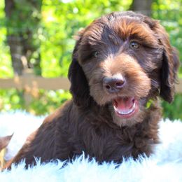 Starla - neon - Chocolate female Labradoodle puppy in Grants Pass, Oregon from Oregon Valley Pups