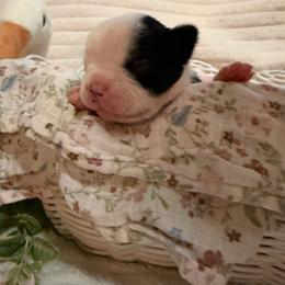 Penelope - Black and white female Boston Terrier puppy in Tampa, Florida from Bayshore Boston Terrier’s
