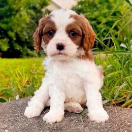 Forest - Blenheim male Cavapoo puppy in Salt Lake City, Utah from SunnySide Mini Doodles