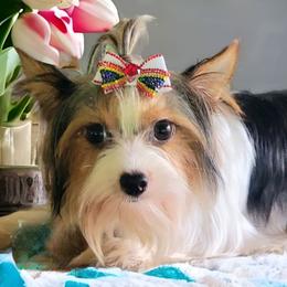 Minerva - Yorkshire Terrier
