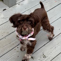 Brooklyn - Miniature Schnauzer