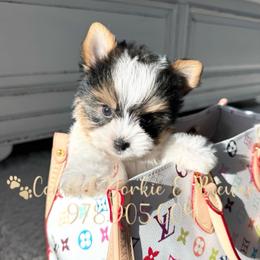 Petite Gucci Poochette - Black tan and white male Biewer Terrier puppy in North Chelmsford, Massachusetts from Coastal Yorkshire Terrier Yorkies & Biewer Terriers