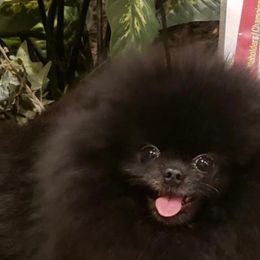 Koal - Pomeranian