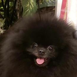 Koal - Pomeranian