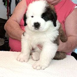 Saint Bernard Puppies from Wintercrest St. Bernards