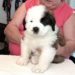 Saint Bernard Puppies from Wintercrest St. Bernards