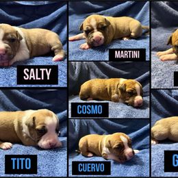 American Staffordshire Terrier Puppies from Corralitos Kennels