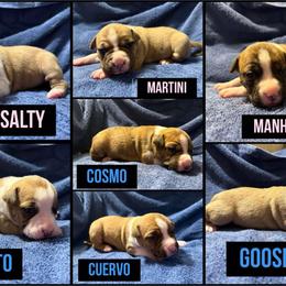 American Staffordshire Terrier Puppies from Corralitos Kennels