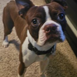 Jack Jack - Boston Terrier