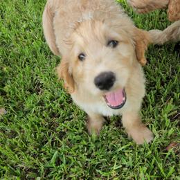 Goldendoodle Puppies from Costa's Curly Canines