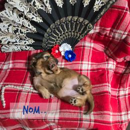 Dachshund Puppies from Snuggle Snoot Doxies
