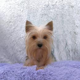 ✨Queen Millie✨ - Yorkshire Terrier