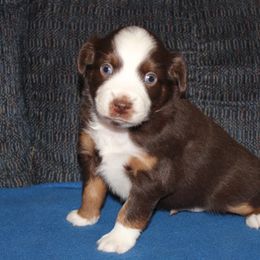 Solar - Red tri-color male Miniature American Shepherd puppy in Hillsdale, Michigan from Faithwalk Aussies and Mini American Shepherds