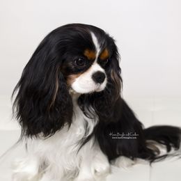 James - Cavalier King Charles Spaniel