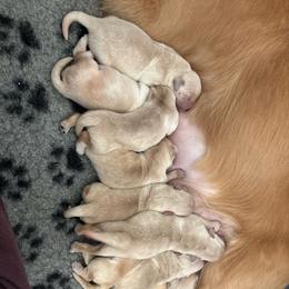 Female 3 - Golden female Golden Retriever puppy in Menifee, California from The Golden Leash Kennels