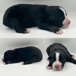 Black tri male 2 - Black tri male Miniature Australian Shepherd puppy in Brooker, Florida from Honey, I Shrunk the Aussies