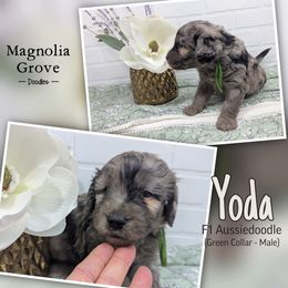 Aussiedoodle, Australian Mountain Doodle, Bernedoodle, and Poodle Puppies from Magnolia Grove Doodles