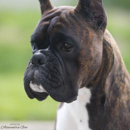 Jax - WildRiver's Partner in Crime - Boxer