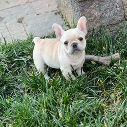 Boy 3 - Cream French Bulldog puppy in Galt, California from Glitz Bulliez