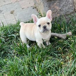 Boy 3 - Cream French Bulldog puppy in Galt, California from Glitz Bulliez