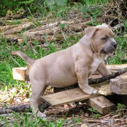 American Bully Puppies from Bolt Action Kennel