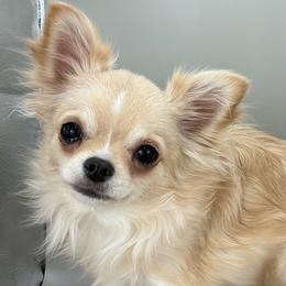 Creamy - Chihuahua