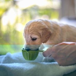 Goldendoodle Puppies from Jennifer's Canines