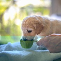 Goldendoodle Puppies from Jennifer's Canines