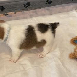 Golden Retriever and Jack Russell Terrier Puppies from Shelby Burleson's Golden Retrievers and Jack Russell Terriers