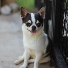 SAKU 3,300 - Blue and tan female Chihuahua puppy in Cache, Oklahoma from Charming Lil Chihuahuas