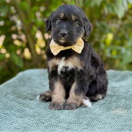 Ruby - Phantom female Bernedoodle puppy in Bellville, Ohio from Bernedoodle Buddies