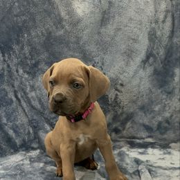 Sage - Gray and fawn female Cane Corso puppy in Delta Junction, Alaska from Last Frontier Cane Corsos