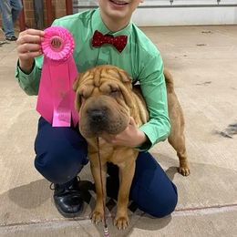 Bird - Chinese Shar-Pei
