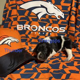 Thunder - Black roan male German Shorthaired Pointer puppy in Jackson, Georgia from Tiner GSP’s LLC