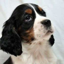 English Springer Spaniels from Maleks Tri English Springer Spaniels