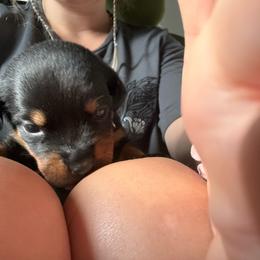 Cheese - Black and rust female Rottweiler puppy in Eagle Mountain, Utah from Woolley Darlings