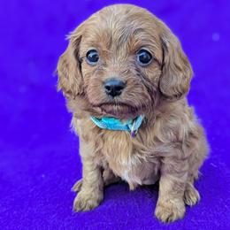 Jo - Red female Cavapoo puppy in Placerville, California from Quartz Mountain Doodles