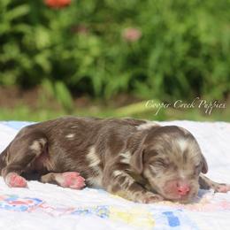 Hardin - Chocolate merle male Bernedoodle puppy in Lowry City, Missouri from Cooper Creek Puppies