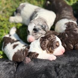 Bernedoodle puppies from Dreamer Ridge Puppies
