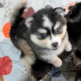 Lady Victoria - Black and white female Pomsky puppy in Spring Hill, Florida from www.PuppyTimeEmporium.com