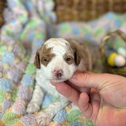Boy 1 - Parti male Poodle puppy in Wharton, Texas from In the Red Poodles
