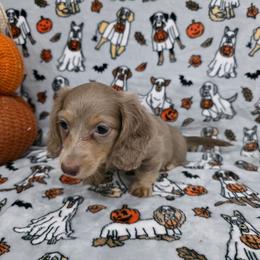 Isabella cream - Fawn (Isabella) male Dachshund puppy in West Plains, Missouri from Spring Creek Dachshunds