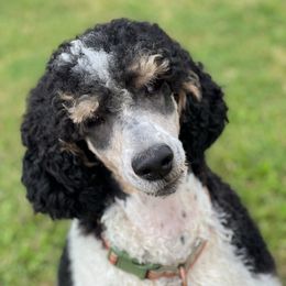 Spencer - Poodle